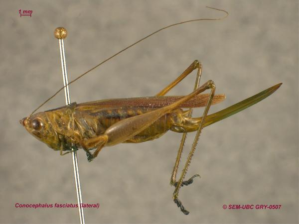 Photo of Conocephalus fasciatus by Spencer Entomological Museum